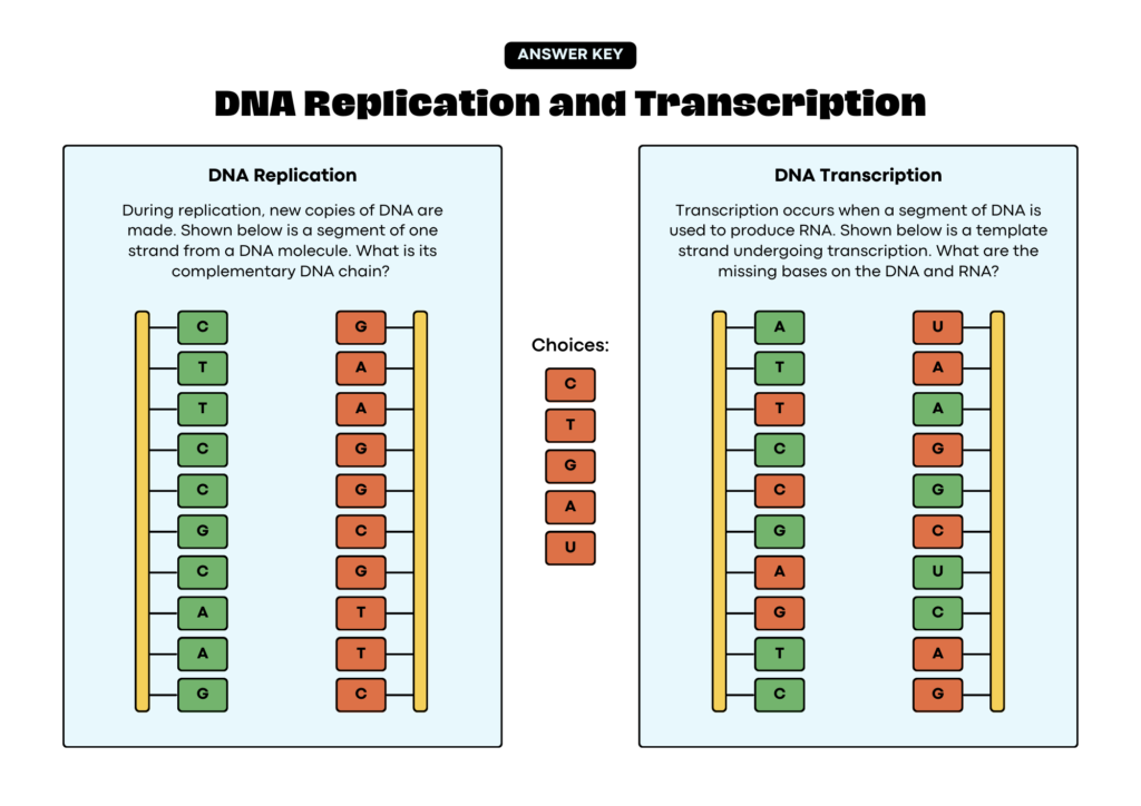 DNA-Replication-and-Transcription-Activity-Science-Worksheet-in-Light-Blue-Green-Lined-Style-1024x724 Transcription Services India – Dependable and Quality Solutions by Digitaltold.com